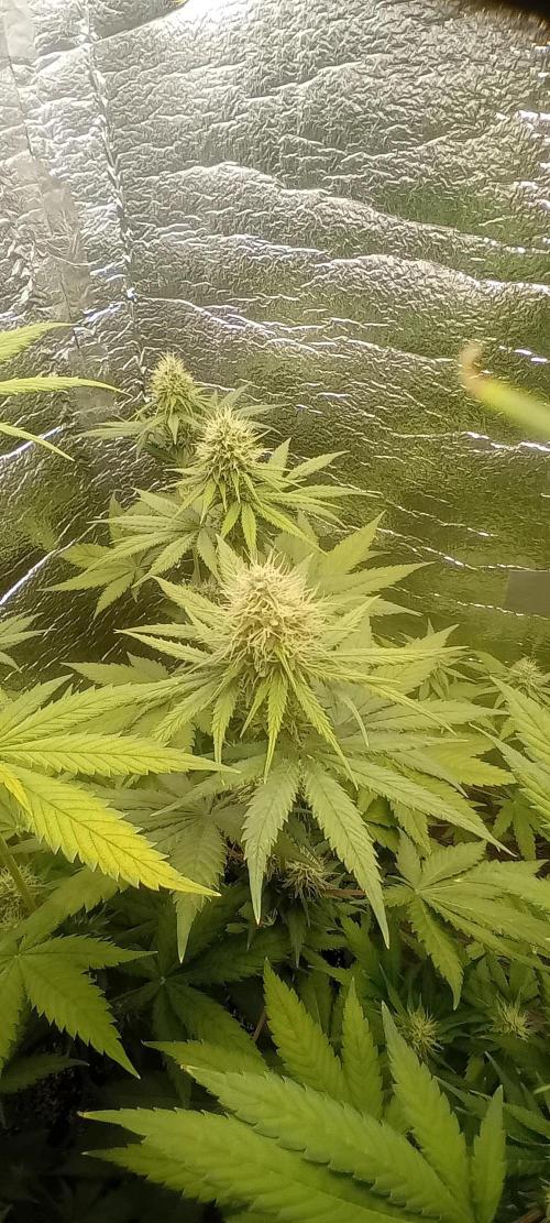 První FOTO pod LED 👽💚👽. Week 9