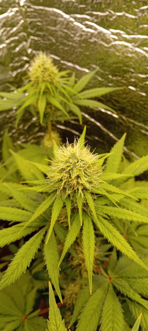 První FOTO pod LED 👽💚👽. Week 9