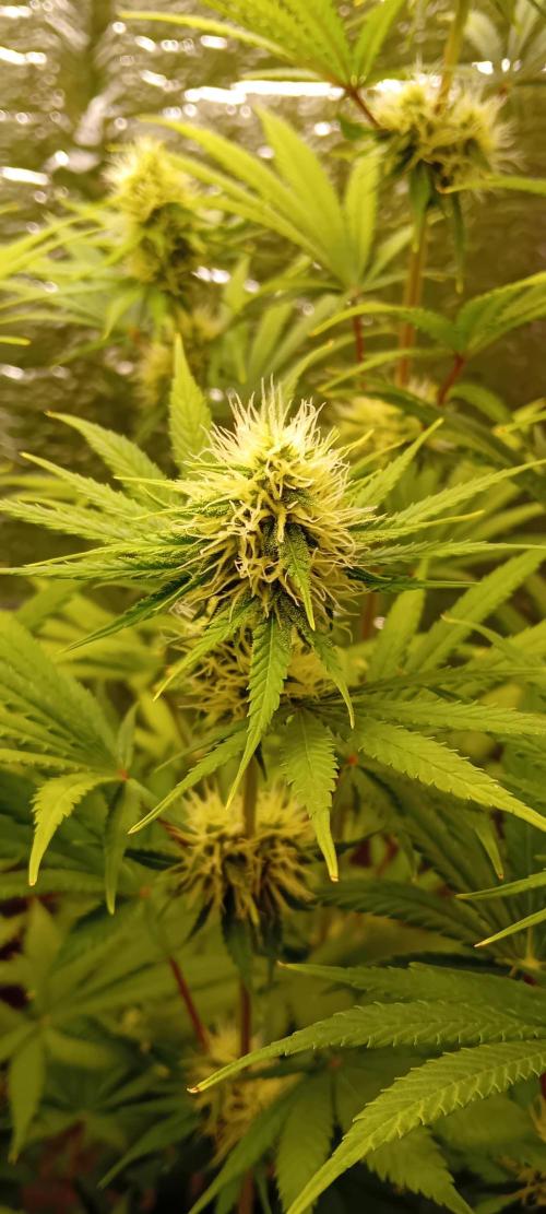 První FOTO pod LED 👽💚👽. Week 9