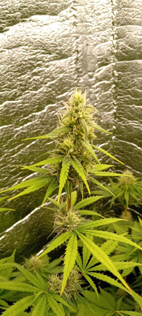 První FOTO pod LED 👽💚👽. Week 9
