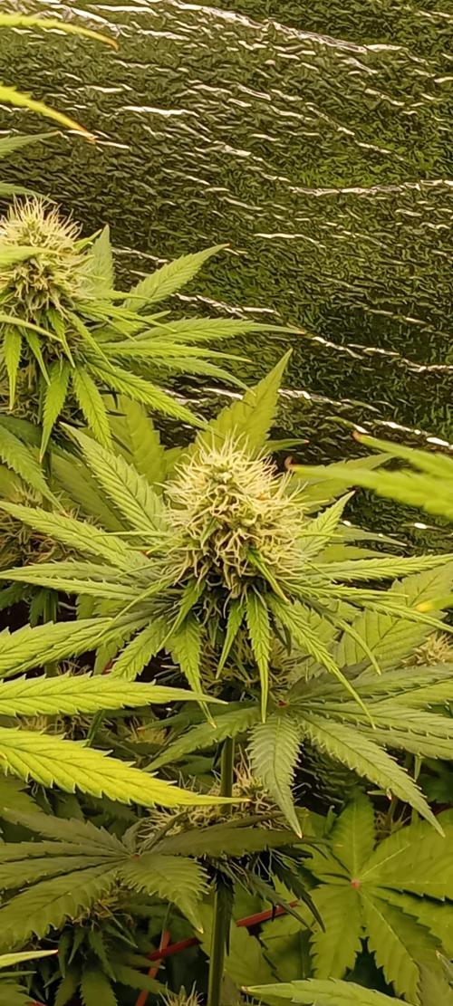 První FOTO pod LED 👽💚👽. Week 9