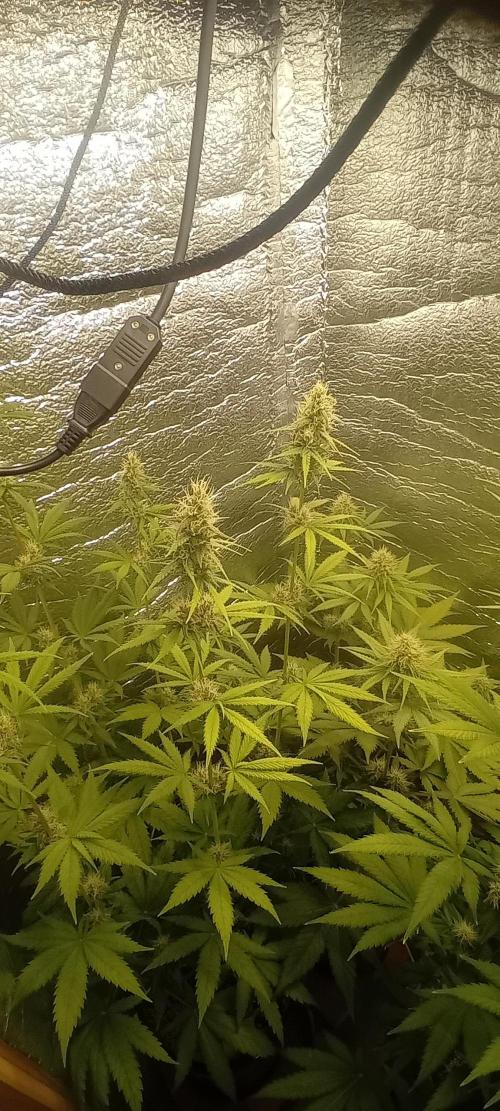 První FOTO pod LED 👽💚👽. Week 9