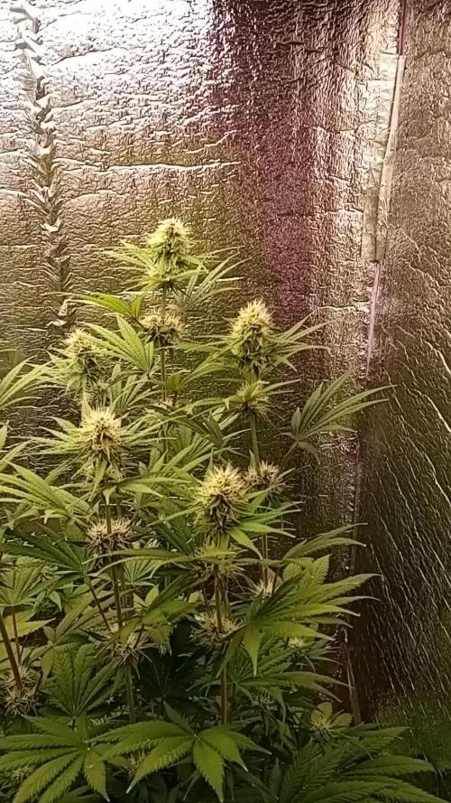První FOTO pod LED 👽💚👽