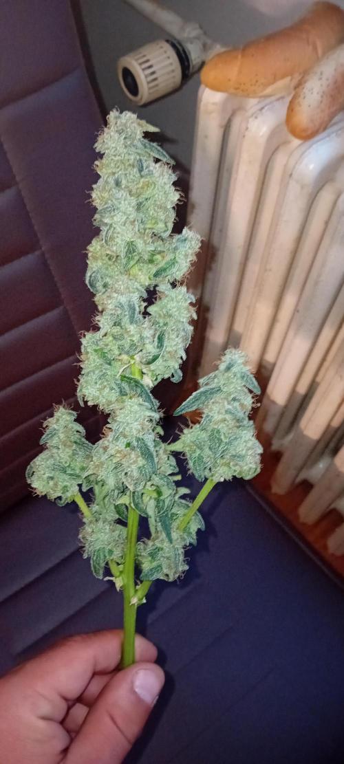 Mr.Dildos. Week 9