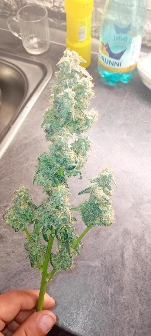Mr.Dildos. Week 9