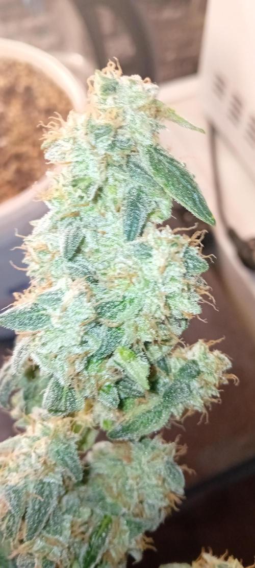 Mr.Dildos. Week 9
