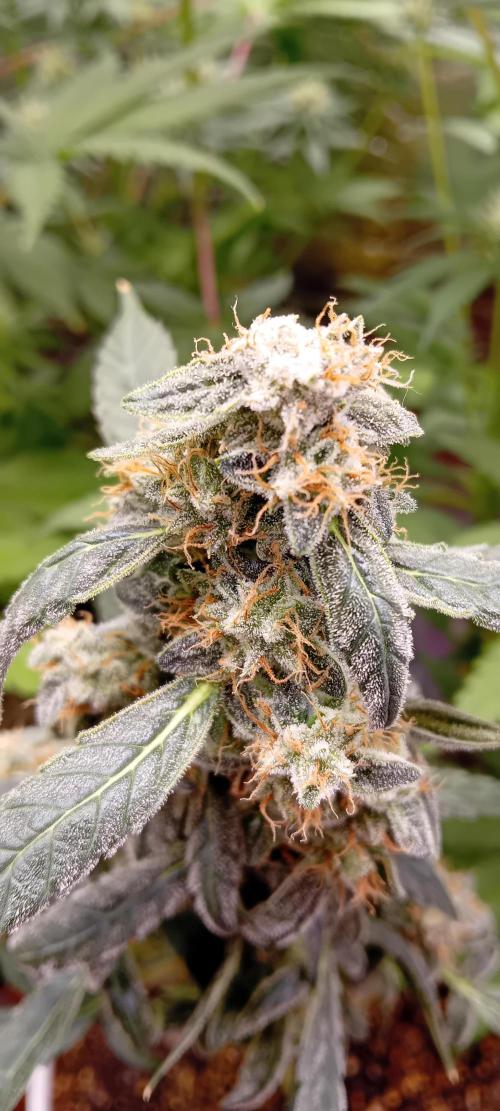 Lightmix. Week 9