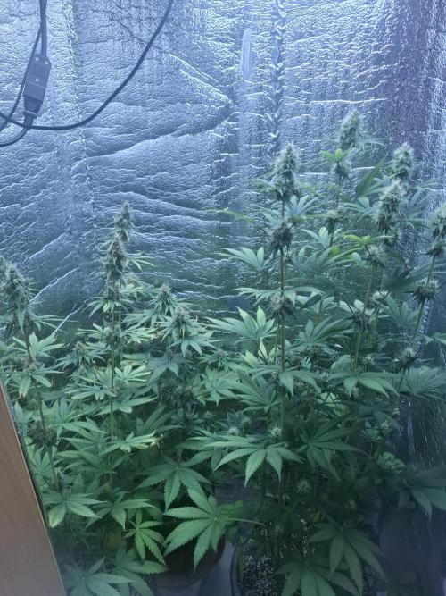První FOTO pod LED 👽💚👽. Week 10