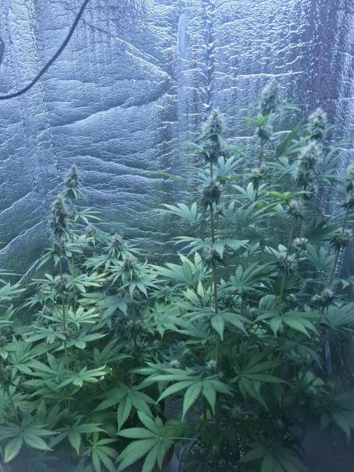 První FOTO pod LED 👽💚👽. Week 10