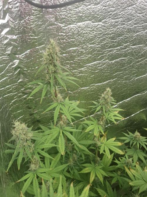 První FOTO pod LED 👽💚👽. Week 10