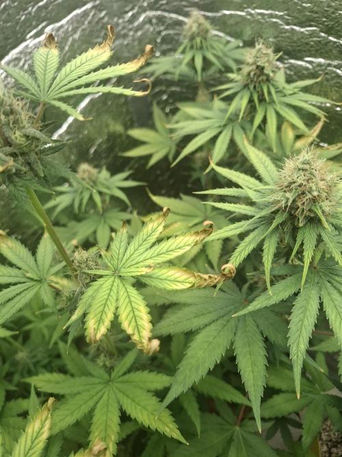 První FOTO pod LED 👽💚👽. Week 10