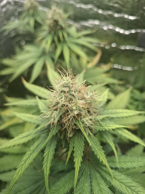 První FOTO pod LED 👽💚👽. Week 10