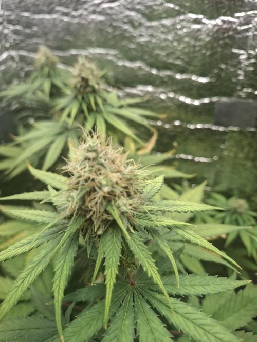 První FOTO pod LED 👽💚👽. Week 10