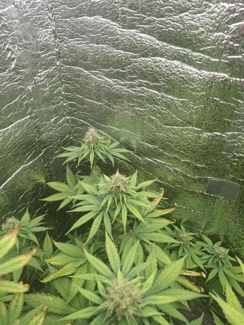 První FOTO pod LED 👽💚👽. Week 10
