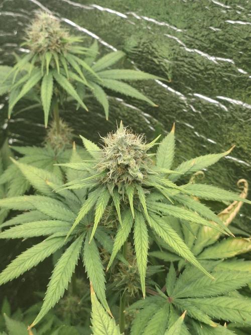 První FOTO pod LED 👽💚👽. Week 10