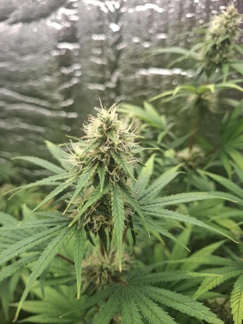 První FOTO pod LED 👽💚👽. Week 10