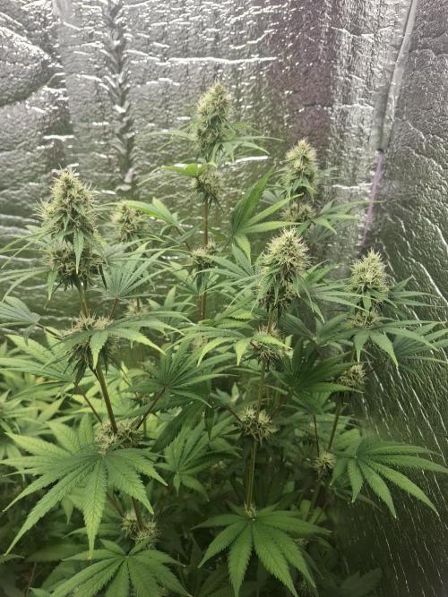 První FOTO pod LED 👽💚👽. Week 10