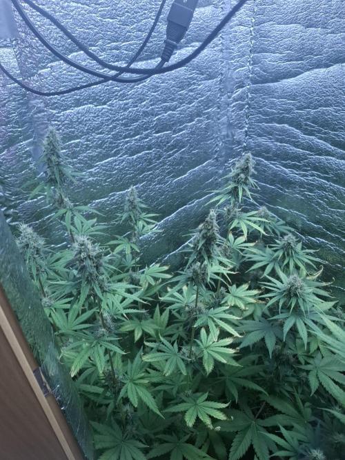První FOTO pod LED 👽💚👽. Week 10