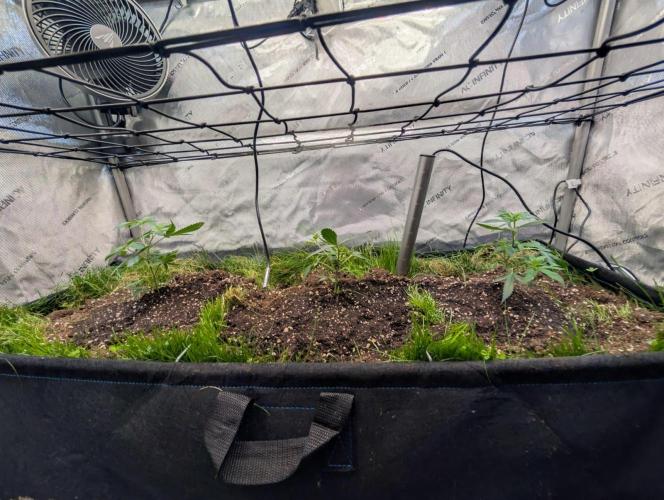 MannyT Blueberry Muffin. Week 0 - Clones went in today. Not much to do.