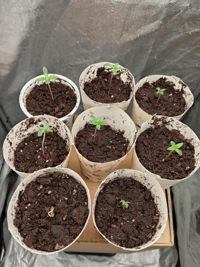 ETHOS Genetics Regular Grow. Week 0 - most seeds germinated on 25th Dec 