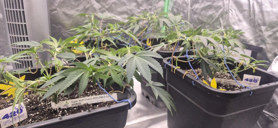 Gabis Grow #4. Week 3