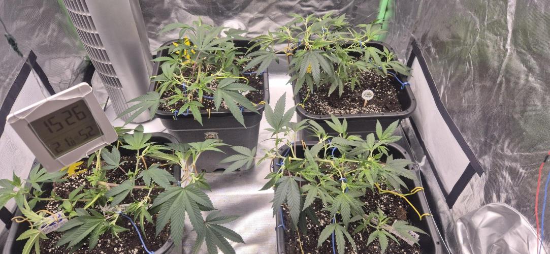 Gabis Grow #4. Week 3