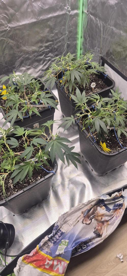 Gabis Grow #4. Week 3