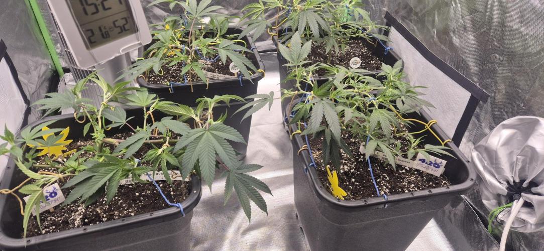 Gabis Grow #4. Week 3