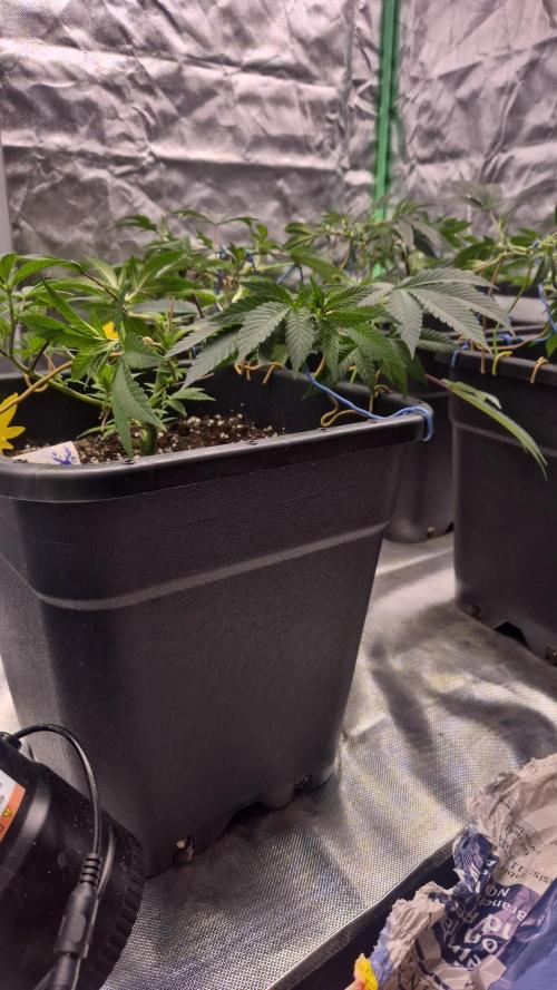 Gabis Grow #4. Week 3