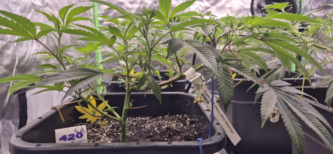 Gabis Grow #4. Week 4