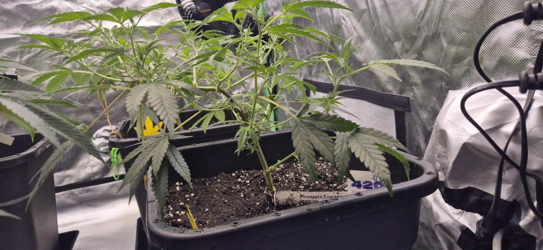 Gabis Grow #4. Week 4