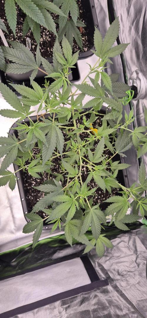 Gabis Grow #4. Week 4