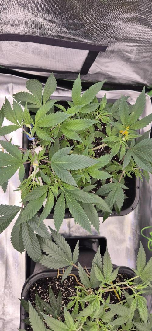 Gabis Grow #4. Week 4