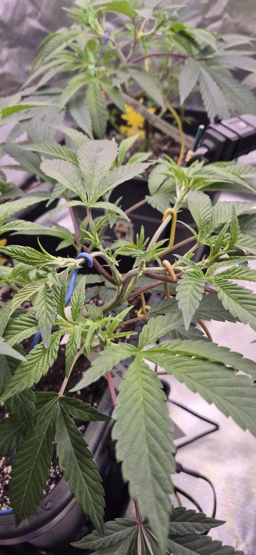 Gabis Grow #4. Week 4