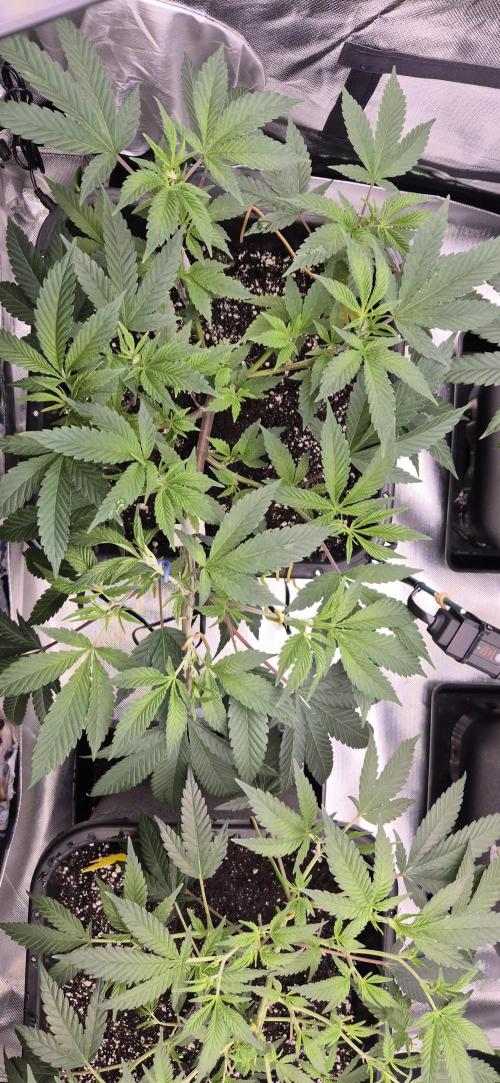 Gabis Grow #4. Week 4