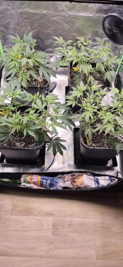 Gabis Grow #4. Week 4