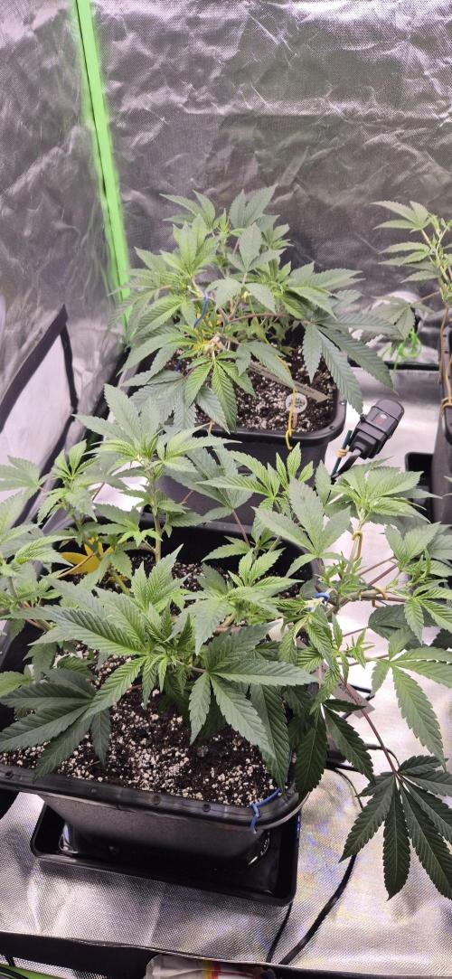 Gabis Grow #4. Week 4