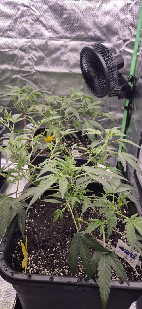 Gabis Grow #4. Week 4