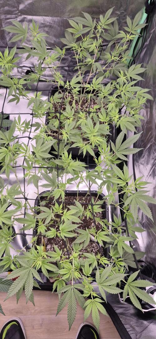 Gabis Grow #4. Week 5