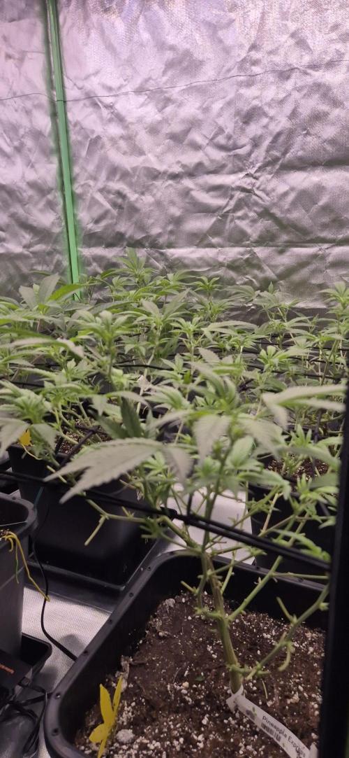 Gabis Grow #4. Week 5