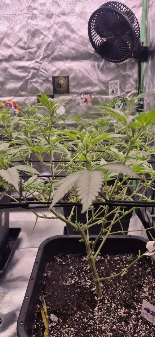 Gabis Grow #4. Week 6