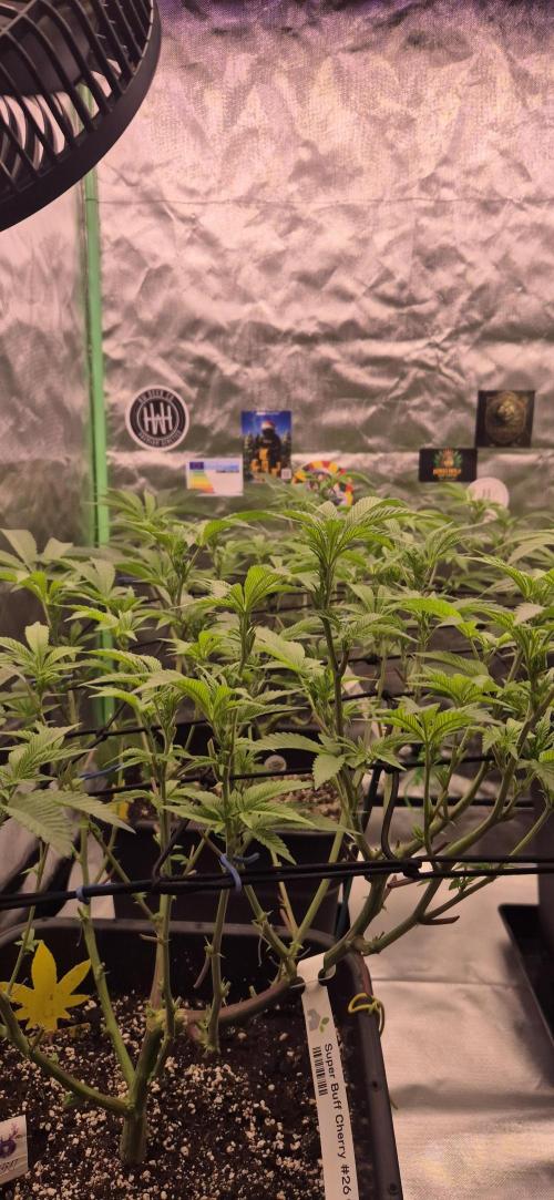 Gabis Grow #4. Week 6