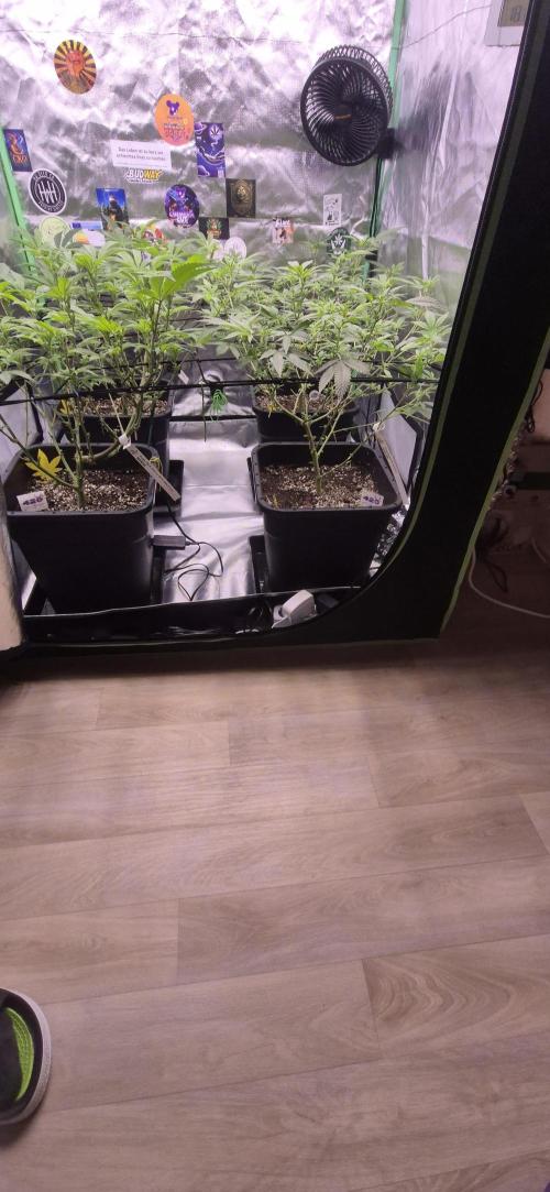 Gabis Grow #4. Week 7