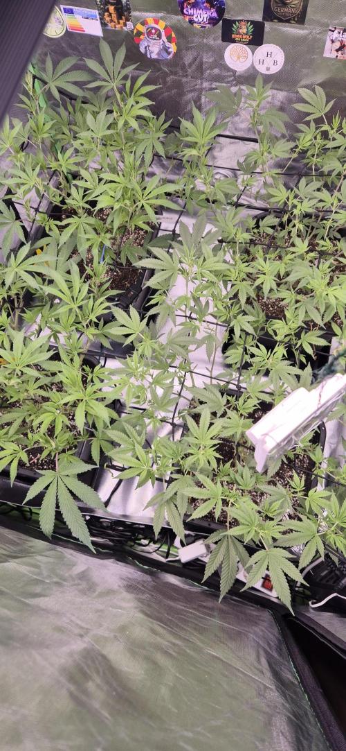 Gabis Grow #4. Week 7