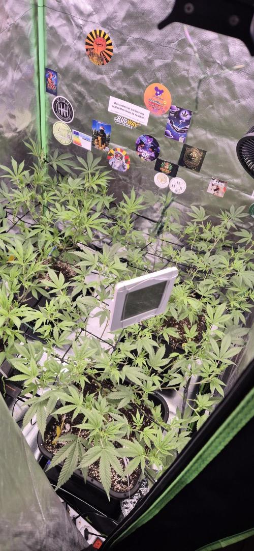 Gabis Grow #4. Week 7