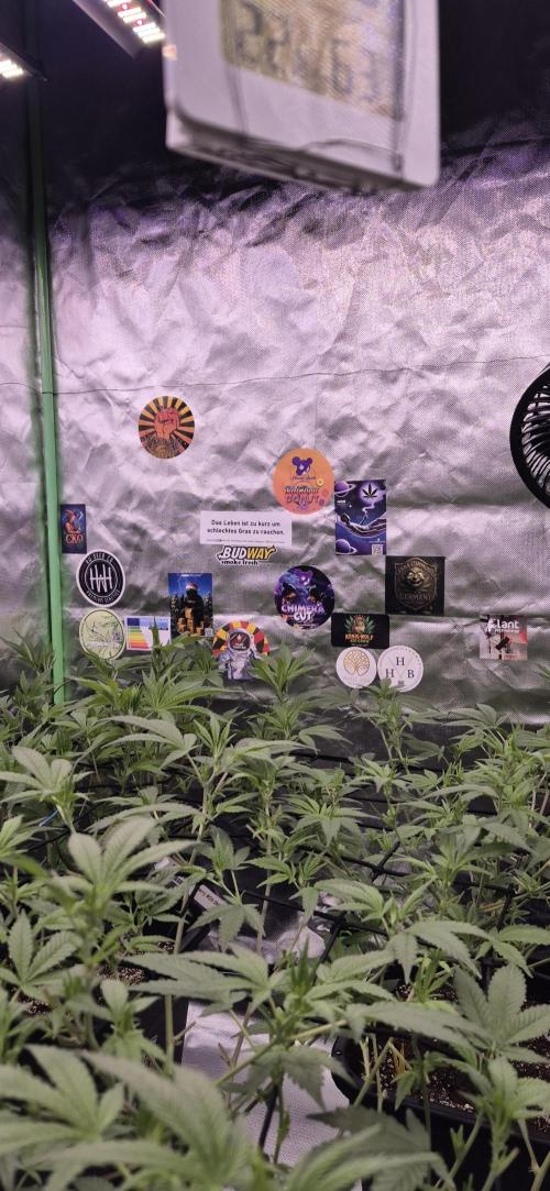 Gabis Grow #4. Week 7