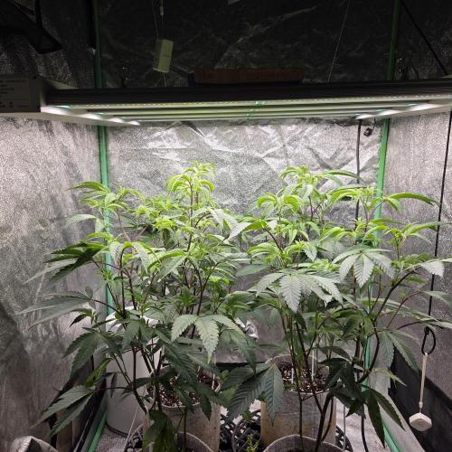 Blue zushi. Week 8 - Topped once at about 15 inches.  