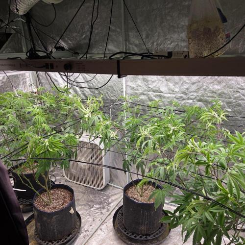 Blue zushi. Week 9 - Moved from 3x3 to 4x8 Transplanted to 7gal ..Added trellis 