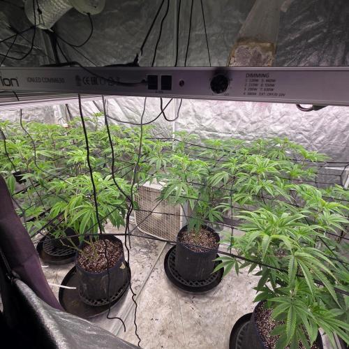 Blue zushi. Week 9 - Bending all branches to make even canopy.  Flipped to 12/12