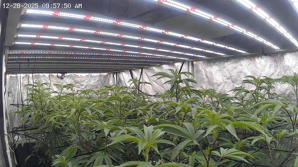 Blue zushi. Week 11 - Continuing to branch out under trellis.   Great stretching started